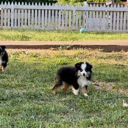 Betty - Black tri female Toy Australian Shepherd puppy in Troy, South Carolina from Stockman Farms