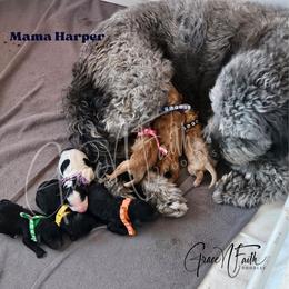 Labradoodle puppies from Grace N Faith Doodles