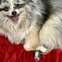 Pomeranian puppies from PawSitive Therapy Pomeranians