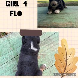 Flo - Black tri female Miniature Australian Shepherd puppy in Tipton, Indiana from Big Maple Farm