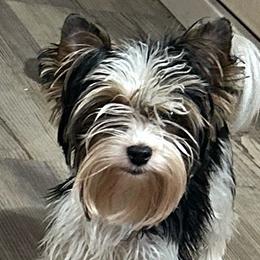 Biewer Terrier puppies from Prestigious Pups