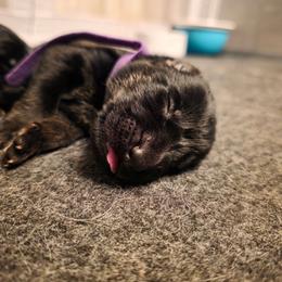 Purple collar (Bucky) - Black and red male German Shepherd puppy in Hermitage, Pennsylvania from Shepherds of the Hundred Acres