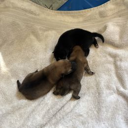 Vader - Black and tan male Shiba Inu puppy in Truckee, California from Mountain Air Shibas
