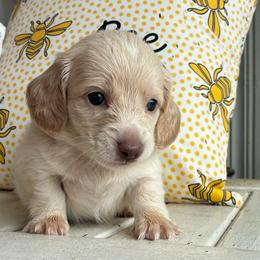 Cash - Cream male Dachshund puppy in Dobson, North Carolina from Oakleys Dachshund Haven