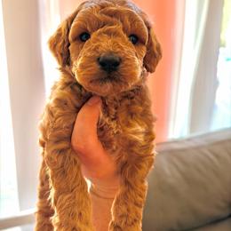 Aramis - Apricot male Poodle puppy in Bremerton, Washington from Lincoln Luxe Poodles