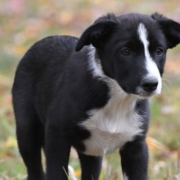Nick - Border Collie puppy from Thundering Paws Farm