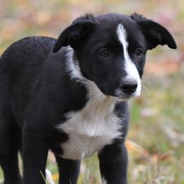 Nick - Border Collie puppy from Thundering Paws Farm