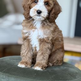 Goldendoodle and Golden Retriever Puppies from GoldenDoodle Love