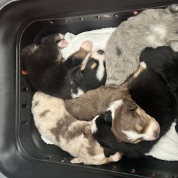 Miniature Australian Shepherds from Lil Lain Farms