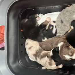 Miniature Australian Shepherds from Lil Lain Farms