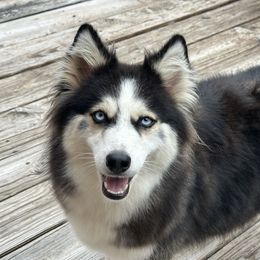 Athena - Pomsky