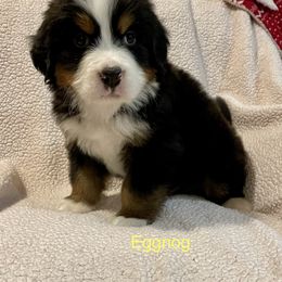 Bernese Mountain Dog Puppies from Willow Tree Berners