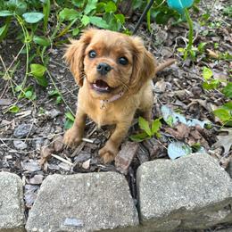Sunny - Ruby female Cavalier King Charles Spaniel puppy in Gainesville, Georgia from Cavaliers of Chestatee