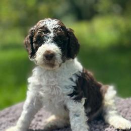 Colt - Chocolate male Goldendoodle puppy in Sanderson, Florida from Serenity Goldendoodles