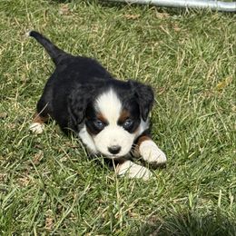 Luna - Black tri female Miniature Australian Shepherd puppy in Marion, Michigan from Highland Hills Mini Aussies