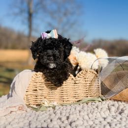 Stitch - Black female Poodle puppy in Chapel Hill, North Carolina from Cyndi’s Poodles