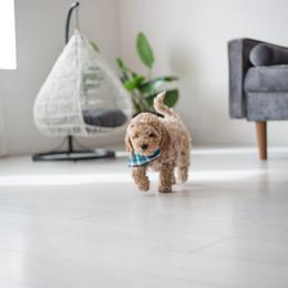 Goldendoodle Puppies from Dashing Doodle Pups