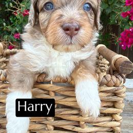 Harry Styles - Brown merle male Aussiedoodle puppy in Bakersfield, California from Annie's Aussies