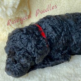 Poodle Puppies from Rosegold Poodles