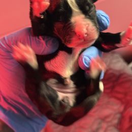 Halli - Brindle female Boxer puppy in Oak Lawn, Illinois from Chicago Boxers & Yorkies