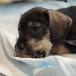 Companion Cross, Dachshund, and Miniature Schnauzer Puppies from Sheri Lauritsen