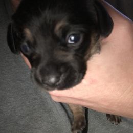 Girl 3 - Black and tan Companion Cross puppy in Texas from Fulton Family Puppies