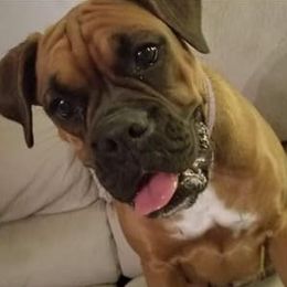 Boxers from Seven Kingdom Boxers