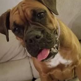 Boxers from Seven Kingdom Boxers