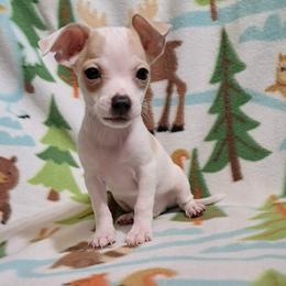 Carter - Fawn and white male Chihuahua puppy in Branford, Florida from Mbjs Doxies and chihuahuas