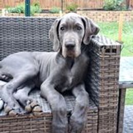 Mica - Blue male Great Dane puppy in Greer, South Carolina from Divine Danes