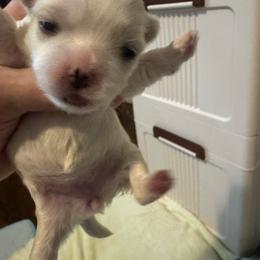Girl 1 - White female Maltese puppy in Houston, Texas from The Royal Furbabies
