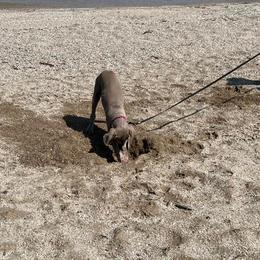 Weimaraner Puppies from Miller's Weimaraners