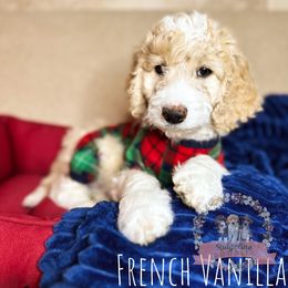 Aussiedoodle Puppies from Ridgeline Doodles