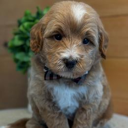 Boy 1 - Red  male Goldendoodle puppy in Lewisville, Texas from Texas Goldendoodle Lovers