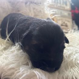 Brown collar - Black and red male German Shepherd puppy in London, Ohio from Rose Trail Siberian’s