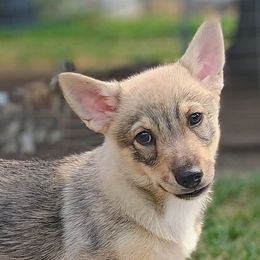 Lugh - Gray male Swedish Vallhund puppy in Ellensburg, Washington from Faery Mount Farm