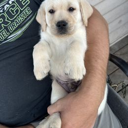 Labrador Retriever Puppies from SR Labrador Retrievers