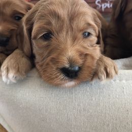 Australian Labradoodle Puppies from Wild Daisy Labradoodles