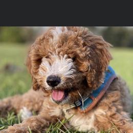 Goldendoodle and Poodle Puppies from CharleighRae Poodles and Doodles