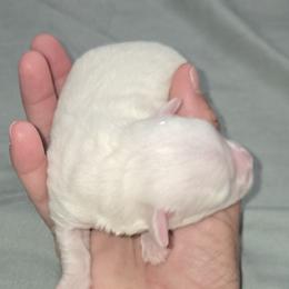 Girl 3 - White female Maltipoo puppy in Brooksville, Florida from DeVall Maltipoos