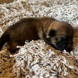 Tiger - Fawn sable male Pekingese puppy in Marshall, North Carolina from Wild Flower Pekingese
