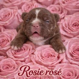 Rosie Rose - Tricolors female French Bulldog puppy in Glendale, Arizona from Frenchiepuphub