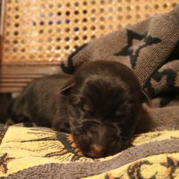 Pink - Black and tan female German Shepherd puppy in Dawsonville, Georgia from Vom Aussenseiter