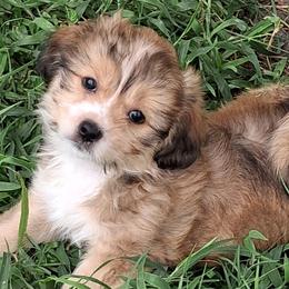 Moose - Merle male Shorkie puppy in Land O Lakes, Florida from Tiny Tales Co.