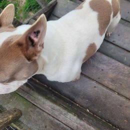 Bam  bam - Boston Terrier