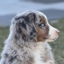 Miniature Australian Shepherds from Darcie Clingan