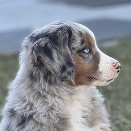 Miniature Australian Shepherds from Darcie Clingan