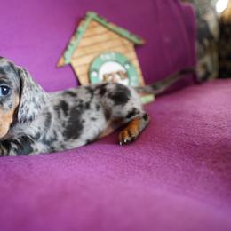 Lori Darlin - Dapple female Dachshund puppy in Quemado, New Mexico from TNT Dachshunds