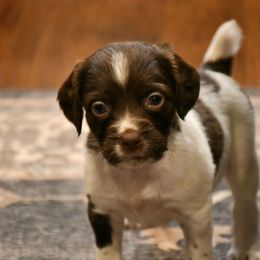 Cora - Liver and white female Brittany puppy in Hollidaysburg, Pennsylvania from Royal Flush Farms