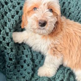 Mike Black Collar Male - Yellow and white male Bernedoodle puppy in Peoria, Arizona from Wroth's Pawsibilities